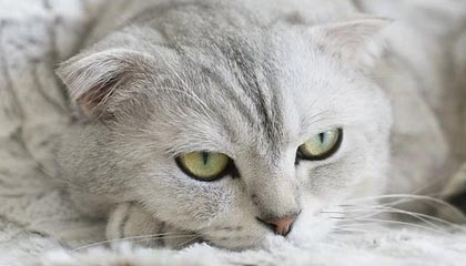 开云中国-中超BIG4仅恒大未拿首胜 卡纳瓦罗这次靠啥突围？