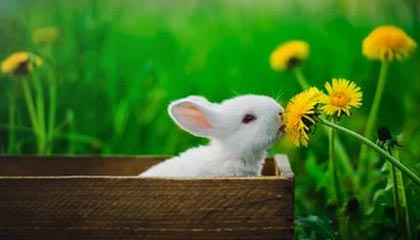 开云App-【意甲】麦肯尼扳平博努奇绝杀 尤文2比1逆转都灵